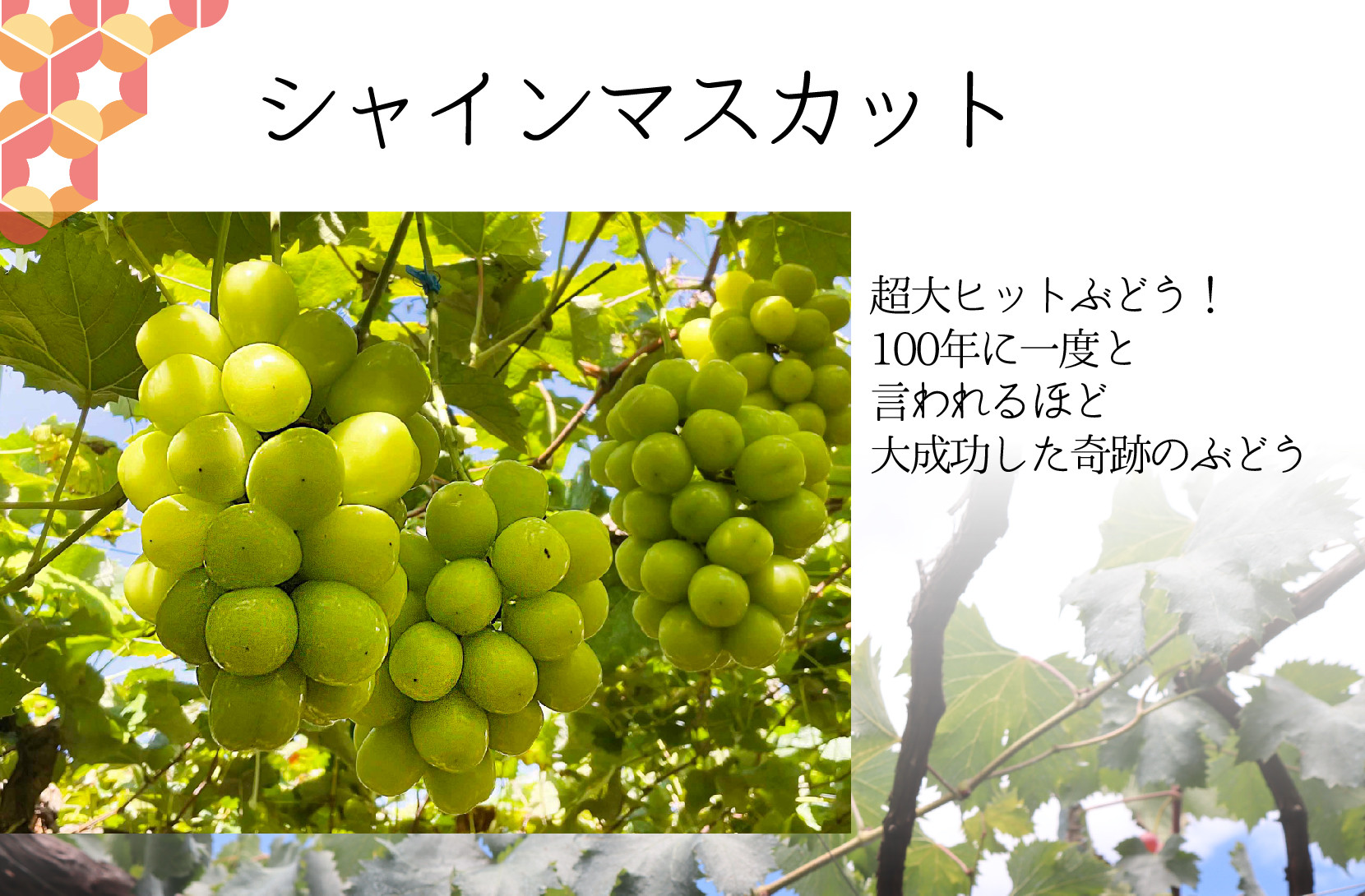 ＜2026年発送分先行予約＞皮ごと食べられる！希少ぶどう3色特別詰め合わせ約2.0㎏ ALPAJ009