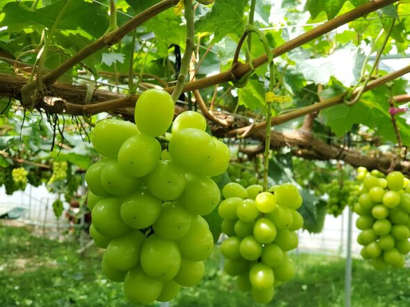 ＜2026年発送分先行予約＞SDGs ご家庭用 シャインマスカット約2.0kg ALPAJ042