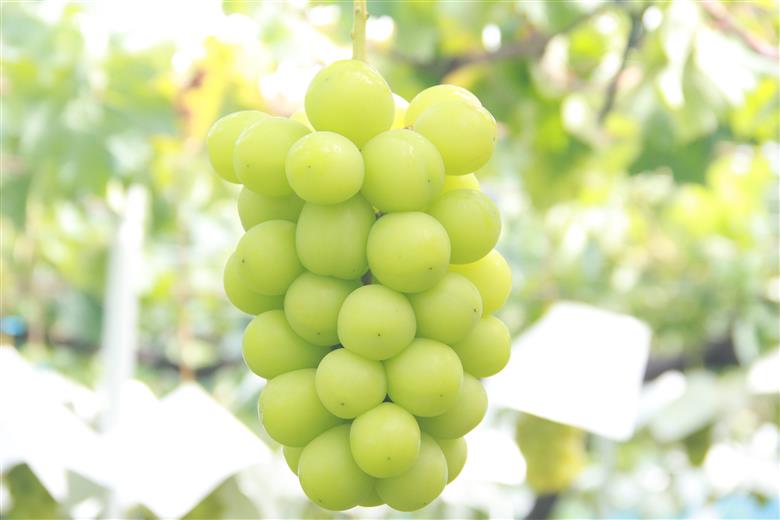 ＜2026年発送先行予約＞ 厳選！南アルプス市産　シャインマスカット　約1.5kg～1.6kg（2～4房） ALPDD010