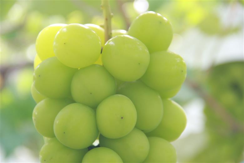 ＜2026年発送先行予約＞ 厳選！南アルプス市産　プレミアム特大シャインマスカット　700g以上　１房 ALPDD011