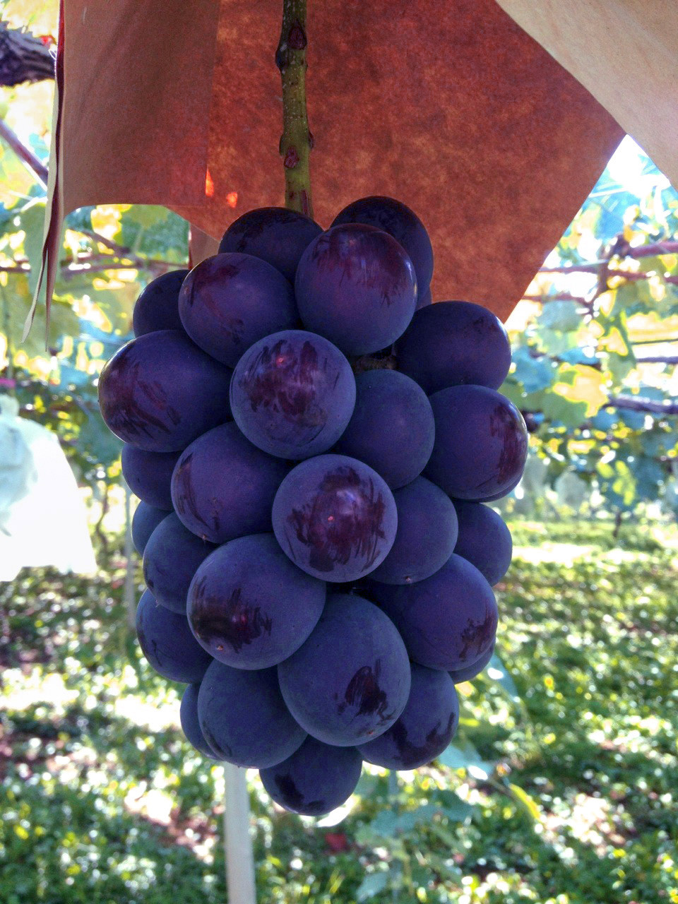 ＜2026年発送先行予約＞ 厳選！南アルプス市産　巨峰　約1.0kg（2～3房） ALPDD016