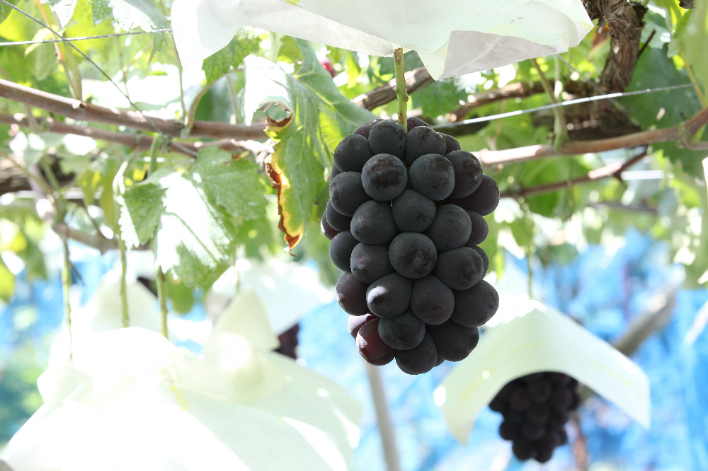 ＜2026年発送先行予約＞ 厳選！南アルプス市産　ピオーネ　約1.0kg（２～3房） ALPDD017