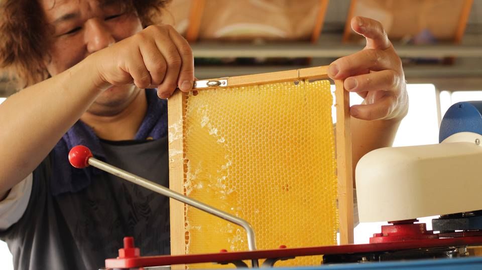 アカシア・ハゼ・さくら。南アルプス天空舎のはちみつ450g３種 ALPAB105