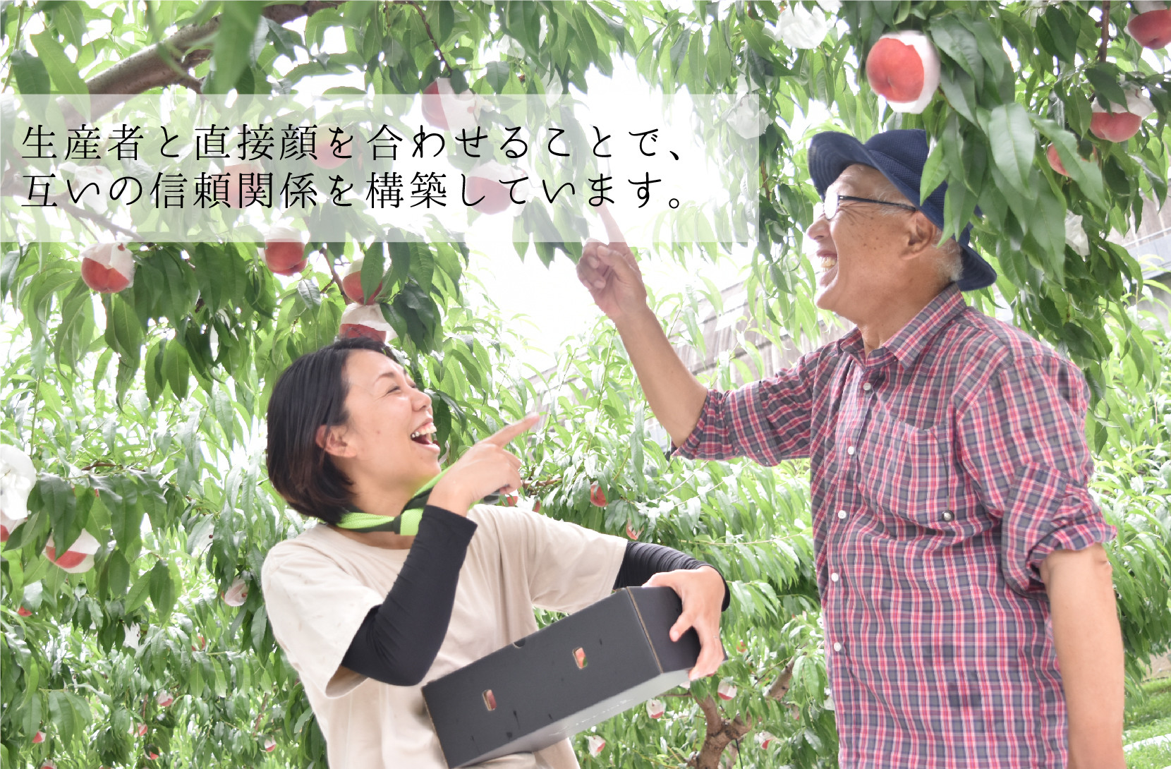 ＜2026年発送分先行予約＞皮ごと食べられる！希少ぶどう3色特別詰め合わせ約2.0㎏ ALPAJ009