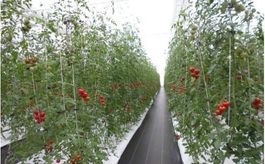 フルーツトマト「太陽のめぐみ」1kg（フルティカ＆ティポ） ALPBI002