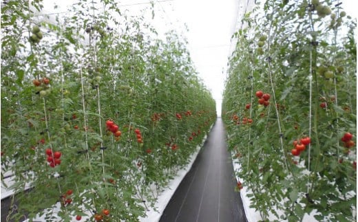 フルーツトマト「トマ糖＊太陽のめぐみ」フルティカ0.5kg　ALPBI007