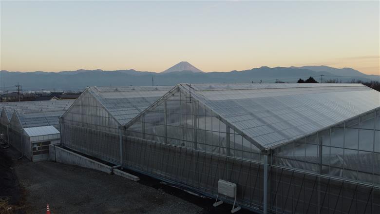 発送月固定定期便・フルーツトマト「トマ糖・太陽のめぐみ」フルティカ1kgを全5回（1月、3月、5月、7月、9月） ALPBI012