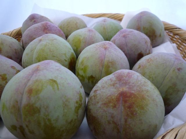 ＜2026年発送先行予約＞すもも「ソルダム」10～13玉入り×2箱約3ｋｇ ALPAA002