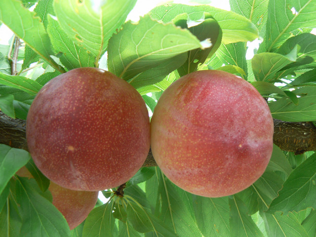 ＜2026年発送先行予約＞すもも「サマーエンジェル」10～13玉入り×2箱約3ｋｇ ALPAA015