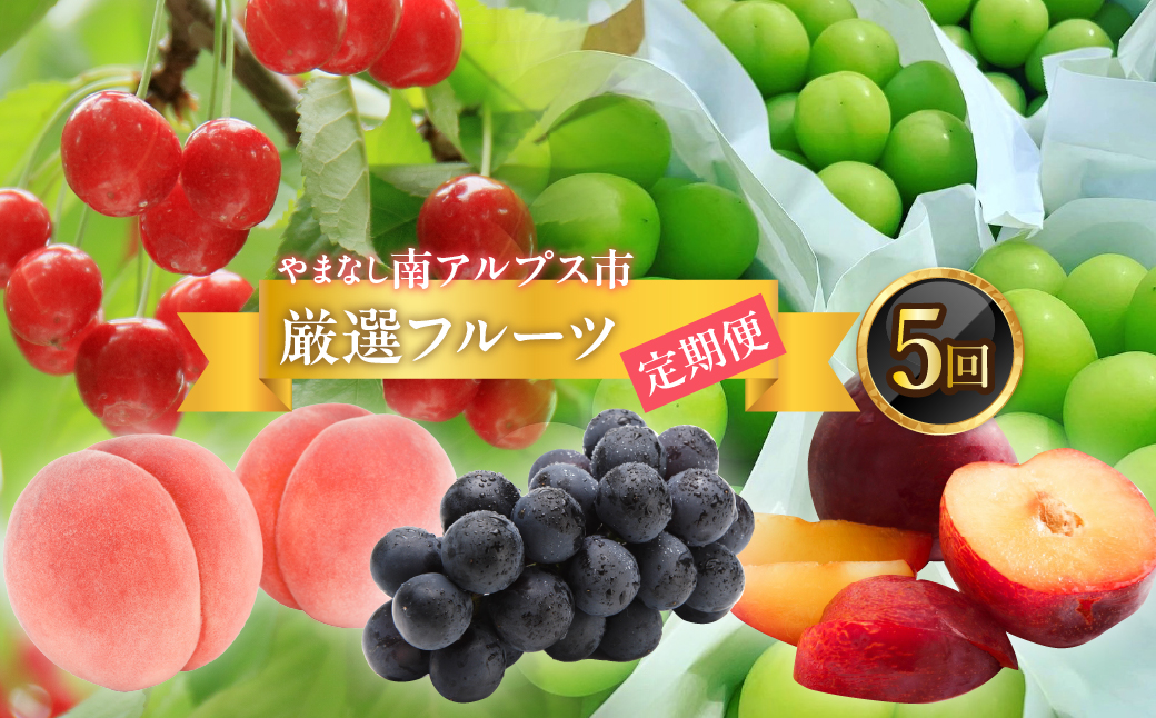 ＜2026年発送分先行予約＞フルーツギフト専門店が選ぶ南アルプスの厳選フルーツ定期便　全5品種（さくらんぼ・桃・貴陽・黒ぶどう・シャインマスカット） ALPAH047