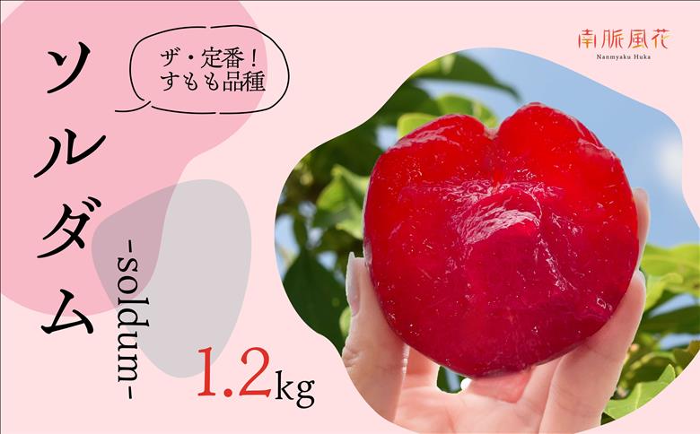 ＜2026年発送分先行予約＞農家直送！すもも　ソルダム約1.2kg ALPAJ007