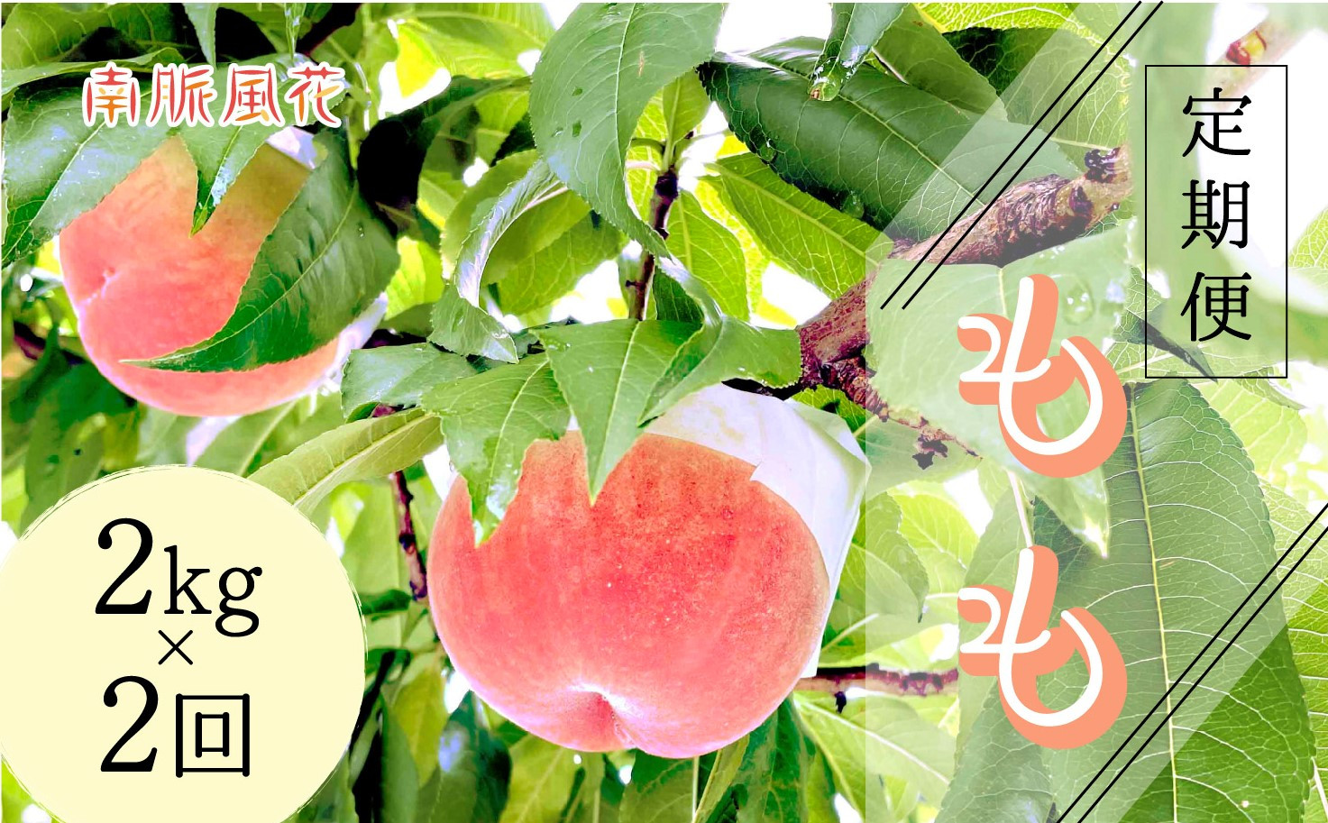 ＜2026年発送分先行予約＞ 山梨県産桃　定期便2.0kg×2回 ALPAJ022