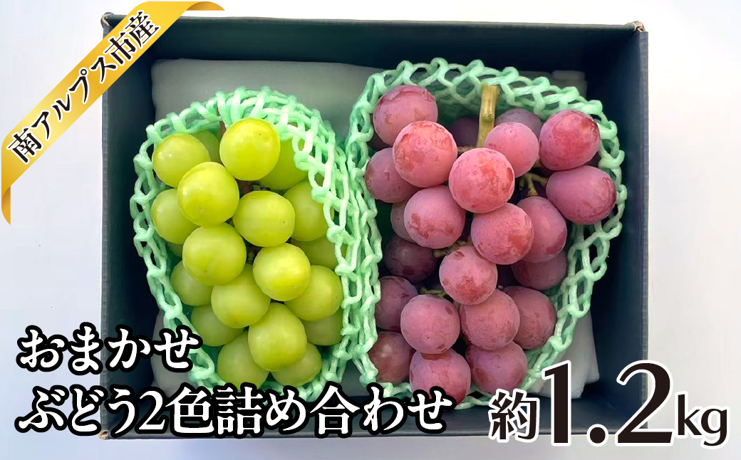 ＜2026年発送分先行予約＞おまかせ　ぶどう2色詰め合わせ約1.2kg ALPAJ047