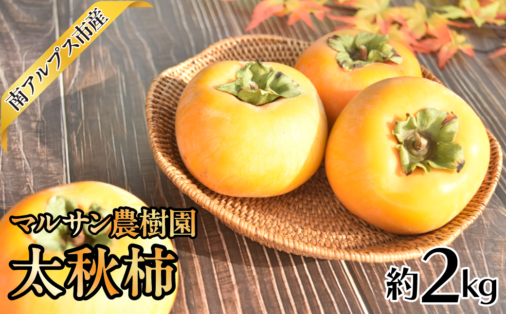 ＜2026年発送先行予約＞ マルサン農樹園　太秋柿2.0kg相当 ALPAJ050　| 柿　かき　家庭用　粒　新鮮　果物　くだもの　フルーツ　産地直送　山梨　南アルプス市　南アルプス　山梨県産
