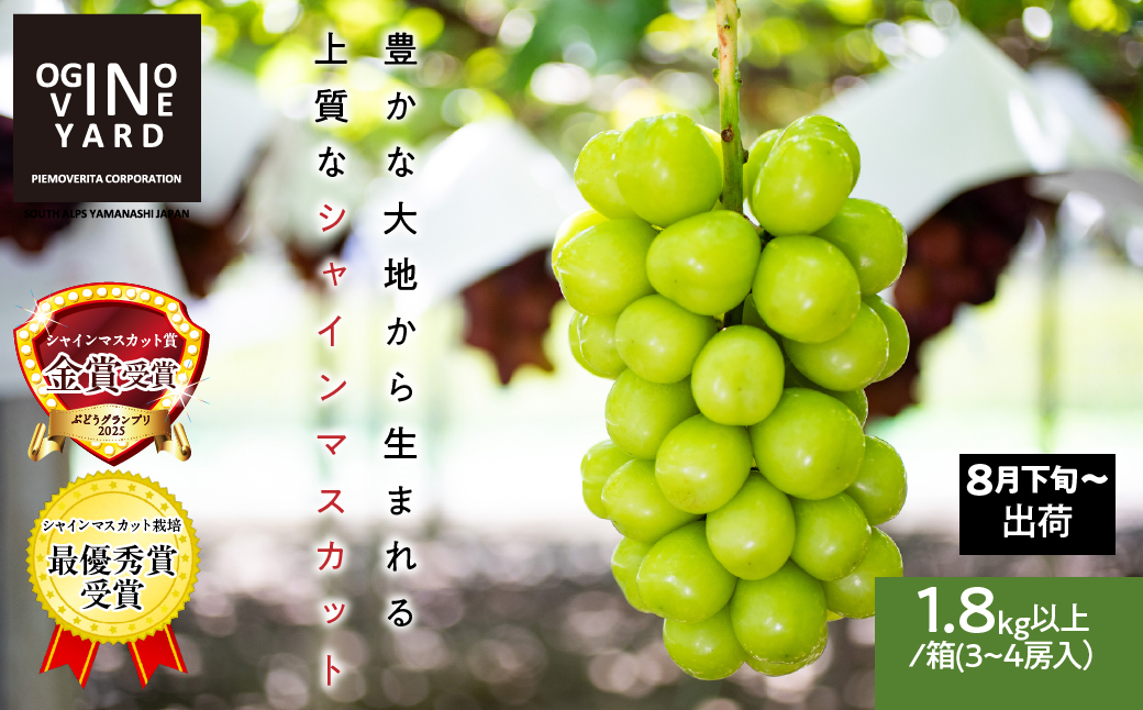 【2026年先行予約_8月下旬～発送】山梨県産シャインマスカット 1.8kg以上／箱　3～4房入 ALPAK007