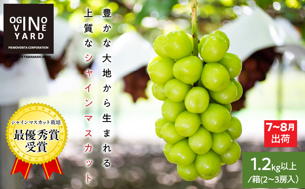 ＜2026年発送先行予約＞山梨県産早期出荷シャインマスカット １．2ｋｇ以上／箱　２～３房入 ALPAK010