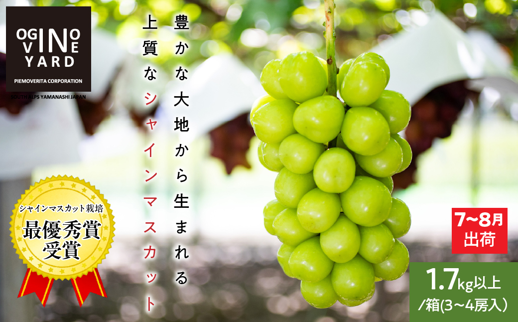 ＜2026年発送先行予約＞山梨県産早期出荷シャインマスカット １．7ｋｇ以上／箱　３～４房入 ALPAK011