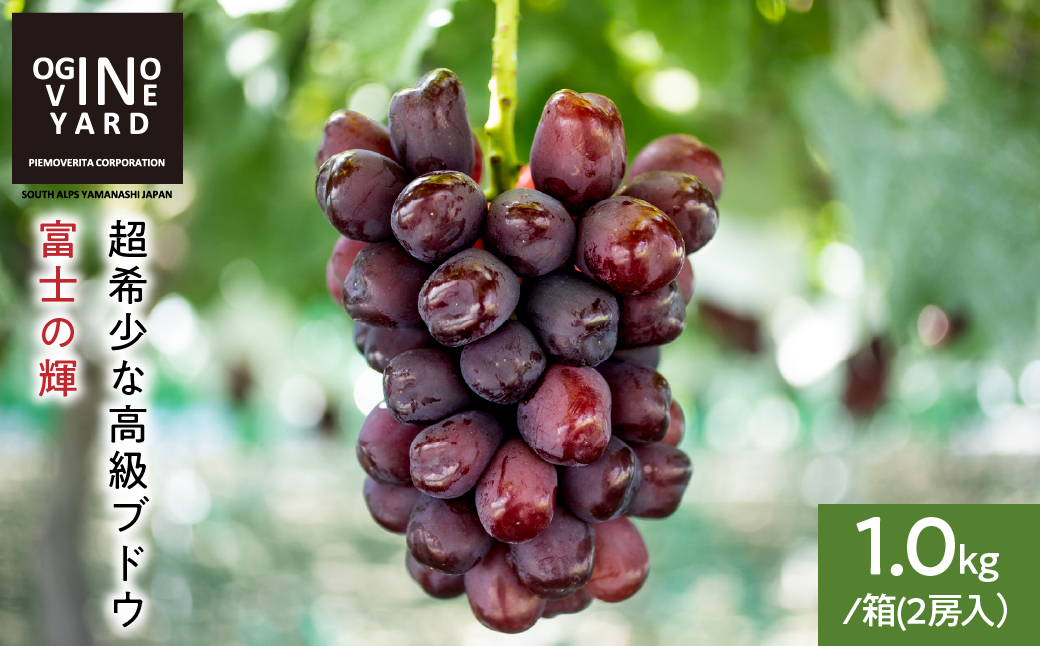 ２０２６年秋収穫先行予約 山梨県産 富士の輝１．０ｋｇ／箱 ２房入 ALPAK019