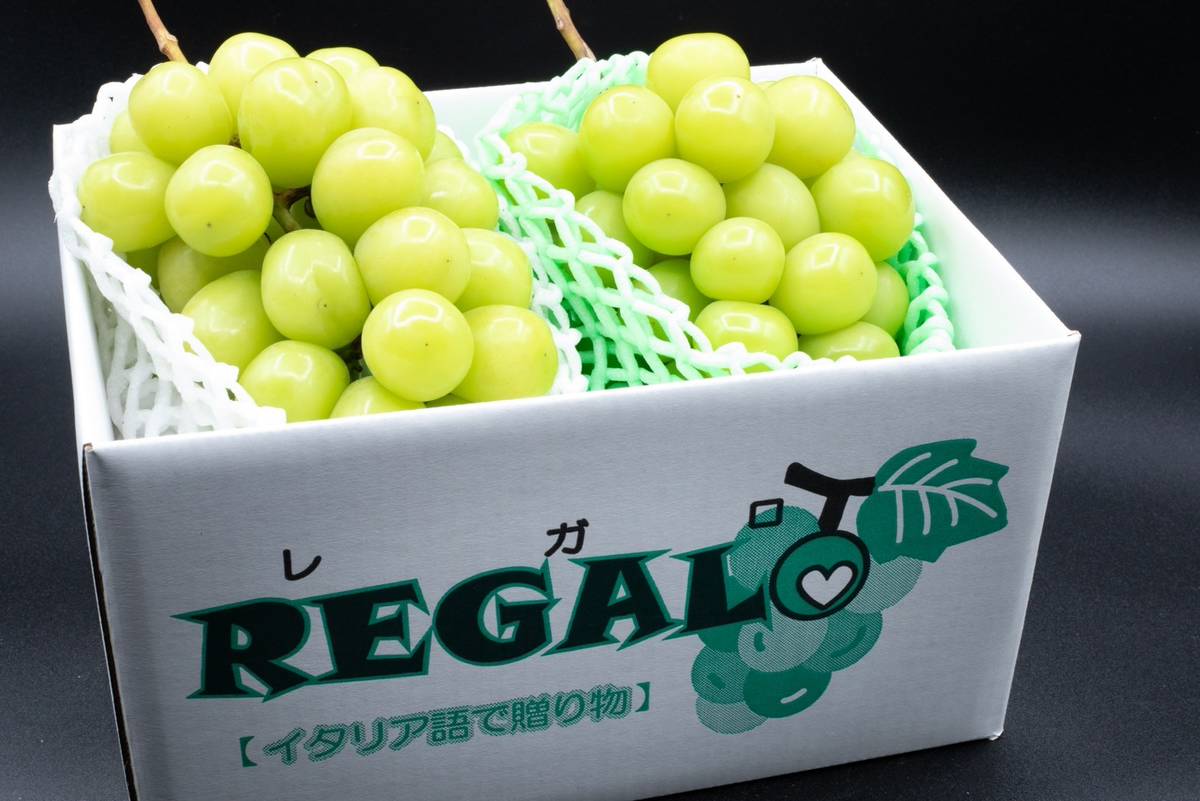 ＜2026年発送先行予約＞【シーズン中2回お届け定期便】頬張る幸福感　～ 緑の宝石・シャインマスカット ～　1㎏以上 2～3房　ALPCV010