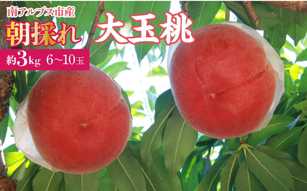 ＜2026年発送先行予約＞厳選！南アルプス市産　朝採れ大玉桃　約3kg（6～10玉） ALPDD005