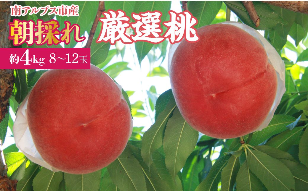 ＜2026年発送先行予約＞厳選！南アルプス市産　朝採れ桃　約4kg（8～12玉） ALPDD007