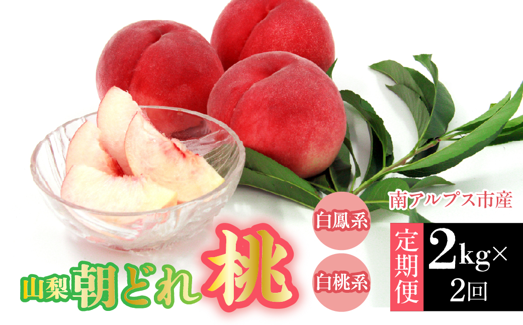 【2026年発送先行予約】南アルプス市産・山梨朝どれ桃2kg×2回配送（白鳳系・白桃系） 定期便 2回（クール便） ALPDD027