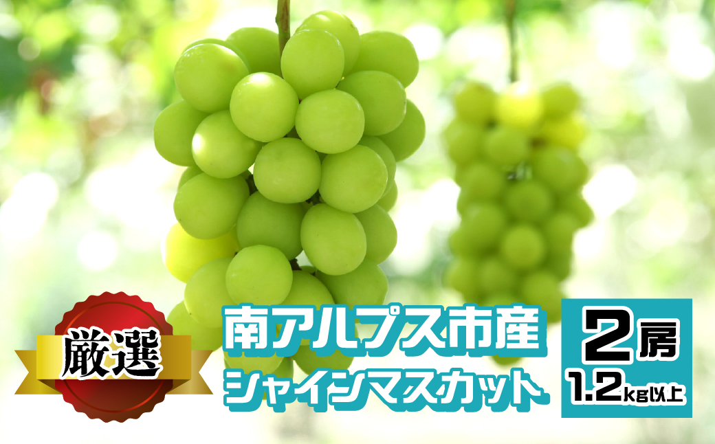 ＜2026年発送先行予約＞南アルプス市産 シャインマスカット 1.2kg以上　（2房） ALPEV001