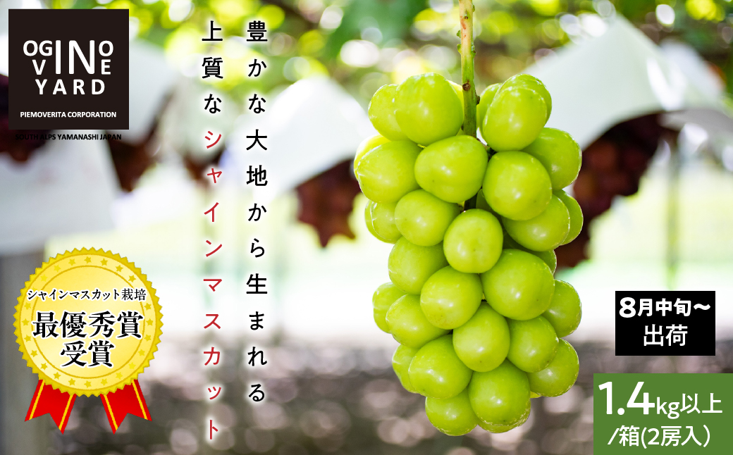 【2026年先行予約_8月中旬～発送】山梨県産シャインマスカット 1.4kg以上／箱　2房入 ALPAK006