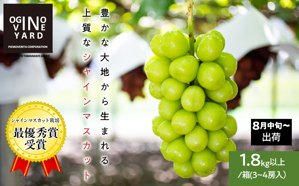 【2026年先行予約_8月中旬～発送】山梨県産シャインマスカット 1.8kg以上／箱　3～4房入 ALPAK007