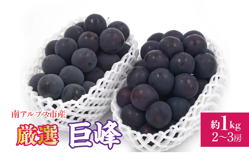 ＜2026年発送先行予約＞ 厳選！南アルプス市産　巨峰　約1.0kg（2～3房） ALPDD016