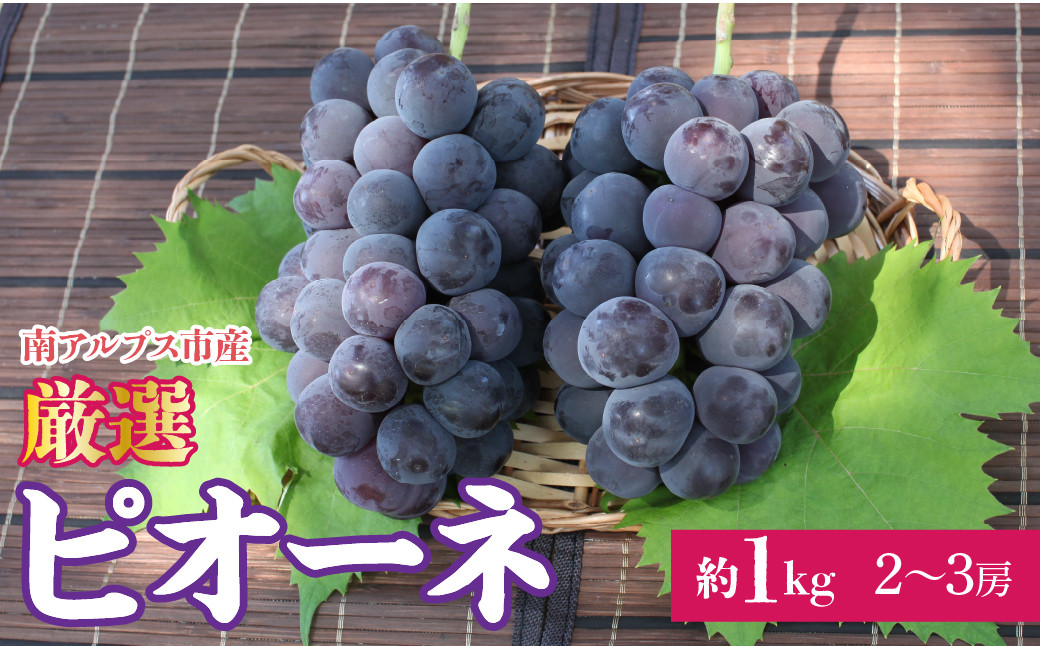 ＜2026年発送先行予約＞ 厳選！南アルプス市産　ピオーネ　約1.0kg（２～3房） ALPDD017