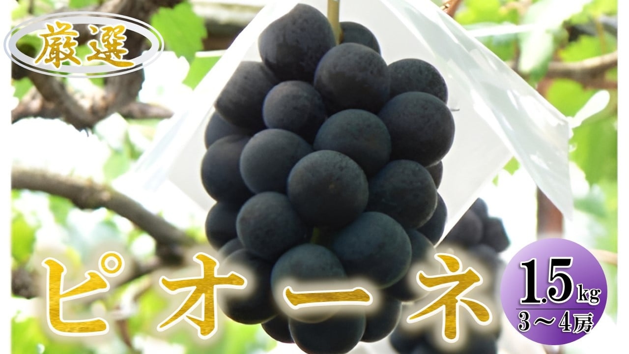 ＜2026年発送先行予約＞ぶどう「ピオーネ」約1.5ｋｇ ALPAA018