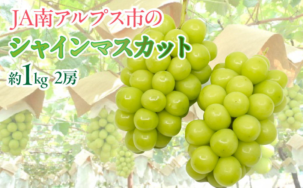＜2026年発送先行予約＞★TBSテレビ系列「ひるおび」で取り上げられました！★シャインマスカット 2房 約1kg (1房あたり約450g〜550g×2房） ALPAA055| 山梨 山梨県 ぶどう 葡萄 ブドウ マスカット フルーツ くだもの 果物 高級 新鮮 産地直送 贈答 ギフト 2026年