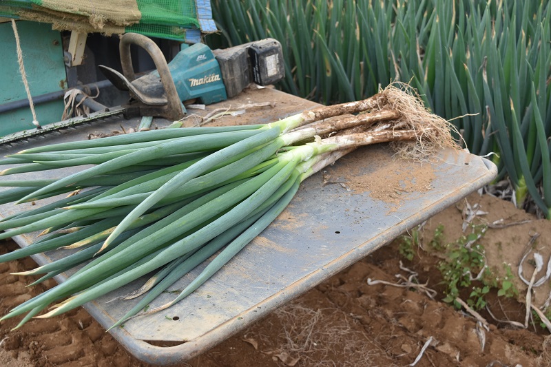 甲斐市産　原田さんちのこだわり長ネギ　約1ｋｇ【長ネギ　ねぎ　ネギ　野菜　やさい　新鮮　人気　山梨県　山梨　甲斐市　甲斐　農家直送　産地直送】