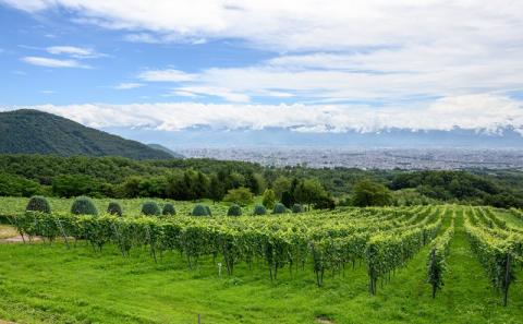 サントリー登美の丘ワイナリー　フロムファーム　甲斐　赤　2020