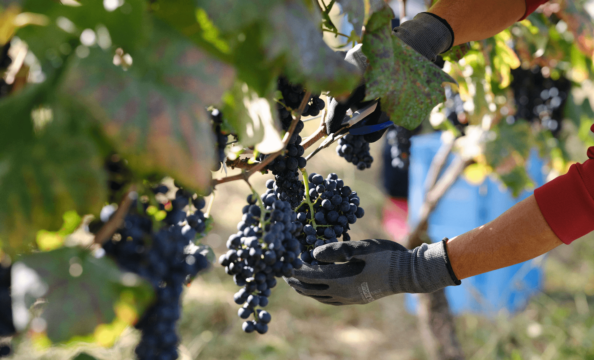 サントリー　登美の丘　ワイナリー　＜SUNTORY　FROM　FARM　品種シリーズ赤白ワイン2本セット＞　ワイン　家飲み　赤ワイン　白ワイン　マスカットベーリーA　甲州　SUNTORY　登美　山梨ワイン　日本ワイン　酒　フロムファーム　テーブルワイン　山梨県　甲斐市　AD-282