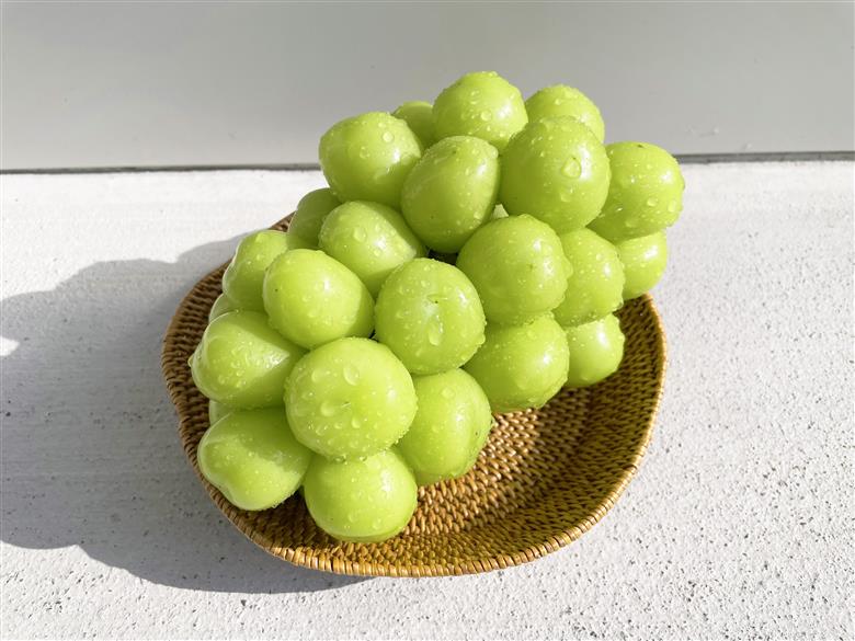 【2026年発送】おまかせ！山梨県産ぶどう　3色　食べ比べ　セット　約1.8㎏　［ぶどう　葡萄　シャイン　シャインマスカット　クイーンニーナ　マイハート　スカーレット　巨峰　ブラックビート　くだもの　果物　フルーツ　人気　3種　詰め合わせ　ギフト　贈答　新鮮　山梨県　山梨　甲斐市］