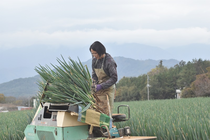 甲斐市産　原田さんちのこだわり長ネギ　約1ｋｇ【長ネギ　ねぎ　ネギ　野菜　やさい　新鮮　人気　山梨県　山梨　甲斐市　甲斐　農家直送　産地直送】