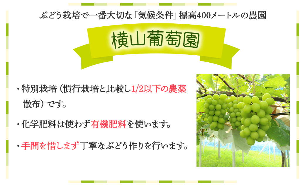 【来年（2026年/令和8年）発送＜先行予約＞】山梨県産　減農薬シャインマスカット2.0㎏／3房
