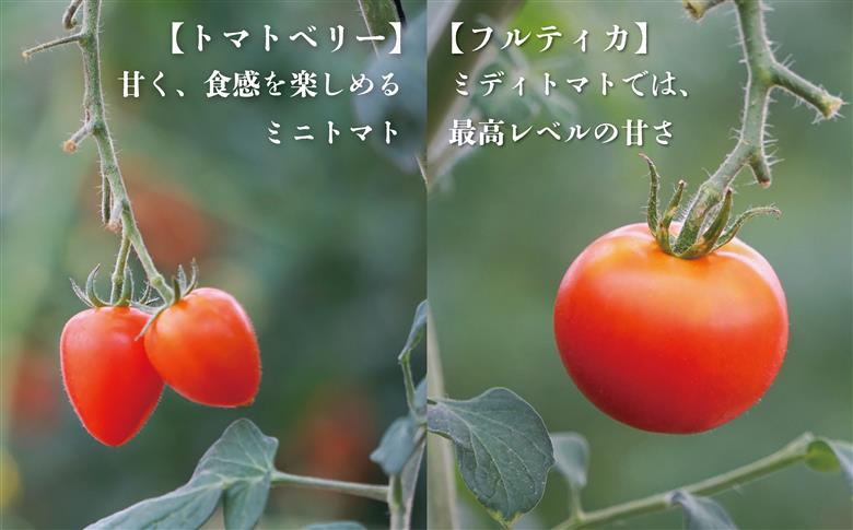 【期間限定（３～７月）】赤坂とまとの完熟セット　DE-1