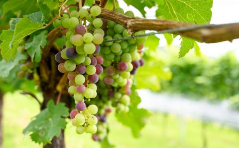 サントリー登美の丘ワイナリー　フロムファーム　甲斐　赤　2020