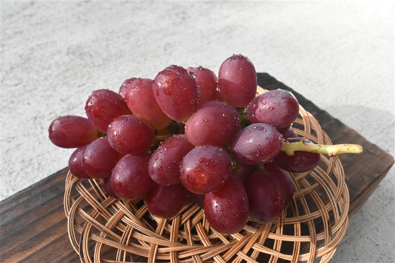 【2026年発送】おまかせ！山梨県産ぶどう　3色　食べ比べ　セット　約1.8㎏　［ぶどう　葡萄　シャイン　シャインマスカット　クイーンニーナ　マイハート　スカーレット　巨峰　ブラックビート　くだもの　果物　フルーツ　人気　3種　詰め合わせ　ギフト　贈答　新鮮　山梨県　山梨　甲斐市］