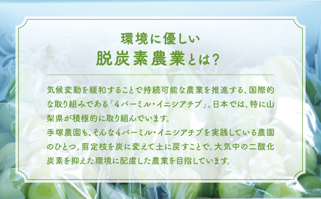【来年（2026年/令和8年）発送＜先行予約＞】種なしピオーネ　約2㎏