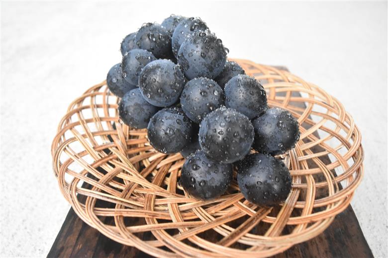 【2026年発送】おまかせ！山梨県産ぶどう　3色　食べ比べ　セット　約1.8㎏　［ぶどう　葡萄　シャイン　シャインマスカット　クイーンニーナ　マイハート　スカーレット　巨峰　ブラックビート　くだもの　果物　フルーツ　人気　3種　詰め合わせ　ギフト　贈答　新鮮　山梨県　山梨　甲斐市］