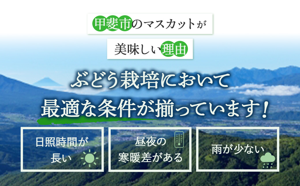 【2026年／令和8年発送】山梨県産　減農薬　大粒シャインマスカット 約2.4㎏