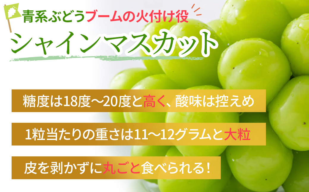 【来年（2026年/令和8年）発送＜先行予約＞】山梨県産　『特別栽培』自然塾夏のシャインマスカット（約1.2㎏）