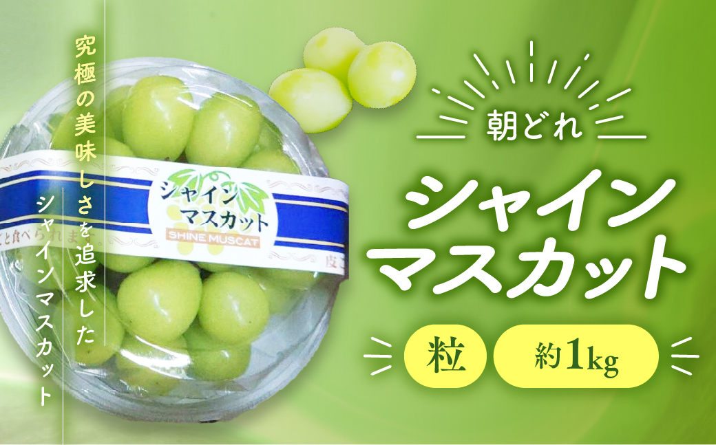 【来年（2026年/令和8年）発送＜先行予約＞】ご家庭用 訳あり シャインマスカット 粒 1㎏ 減農薬 先行予約 先行 予約 山梨県産 国産 産地直送 人気 おすすめ 贈答 ギフト お取り寄せ フルーツ 果物 くだもの ぶどう ブドウ 葡萄 シャイン シャインマスカット わけあり ワケアリ 新鮮 甘い 皮ごと 山梨 甲斐市