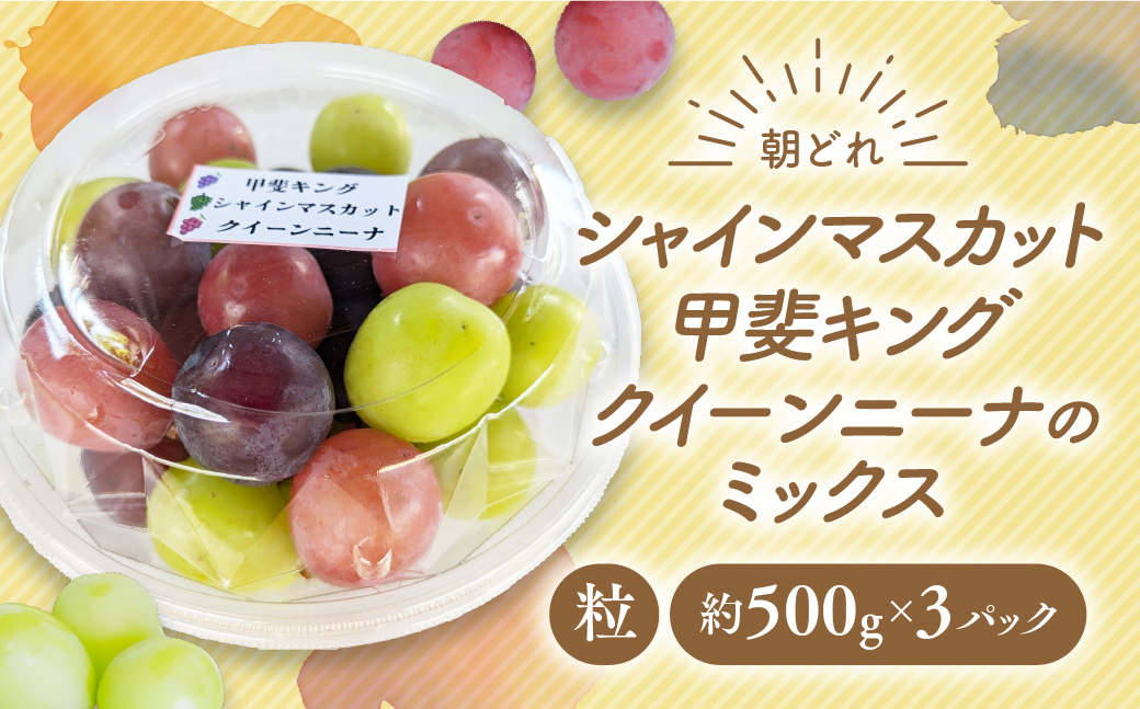 【来年（2026年/令和8年）発送＜先行予約＞】【ご家庭用つぶつぶ】ぶどう3種　約1.5㎏　先行予約 先行 予約 山梨県産 産地直送 フルーツ 果物 くだもの ぶどう ブドウ 葡萄 シャイン シャインマスカット 新鮮 人気 おすすめ 国産 山梨 甲斐市