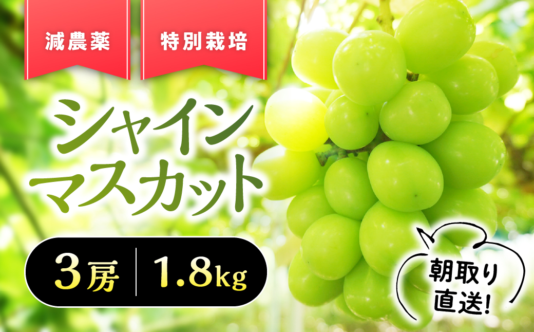 【2026年/令和8年発送】特別栽培』自然塾夏のシャインマスカット 1.8㎏ ご家庭用 シャインマスカット 先行予約 先行 予約 山梨県産 国産 甲斐市 産地直送 人気 おすすめ 贈答 ギフト お取り寄せ フルーツ 果物 くだもの ぶどう ブドウ 葡萄 新鮮 甘い 皮ごと BM-4