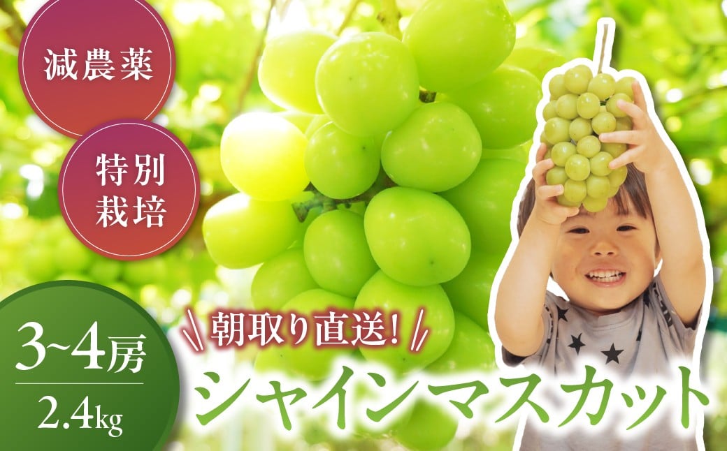 【2026年／令和8年発送】山梨県産　減農薬　大粒シャインマスカット 約2.4㎏